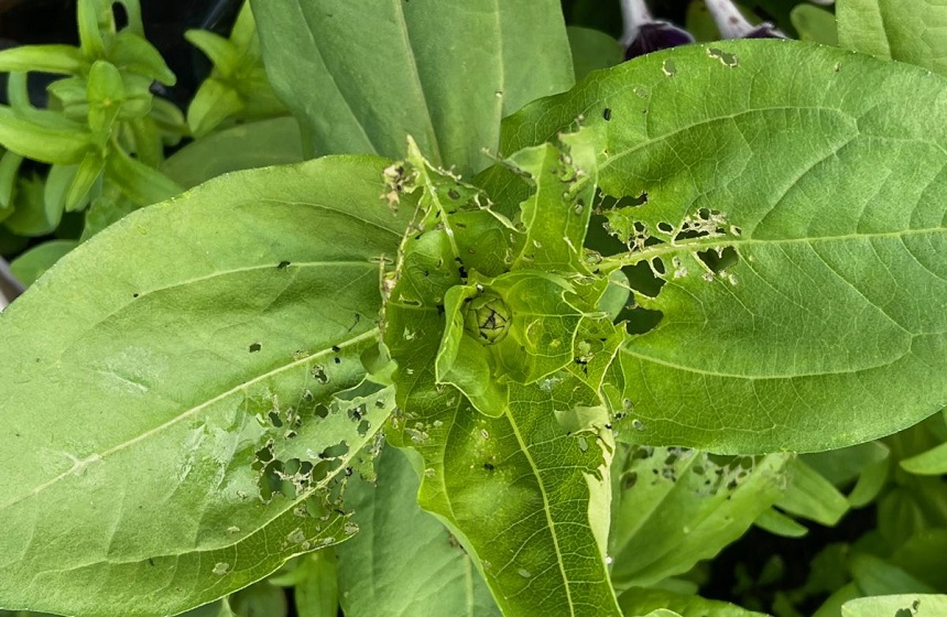 How to Get Rid of Japanese Beetle Infestation