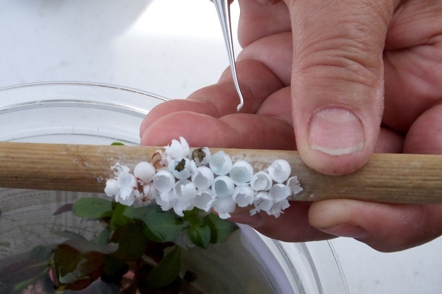 How to Get Rid of Snails in Your House and Yard