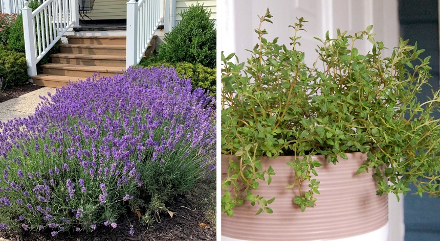 How to Get Rid of Snails in Your House and Yard