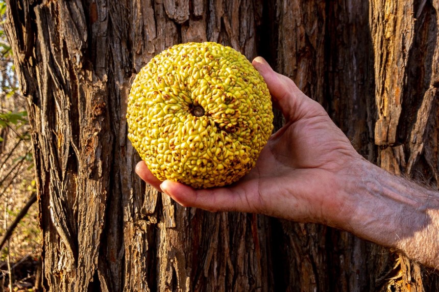 Homemade Spider Killer - Cheap, Easy, and Effective