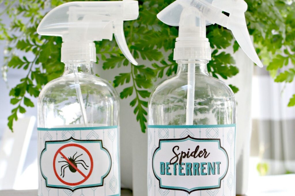 Homemade Spider Killer - Cheap, Easy, and Effective