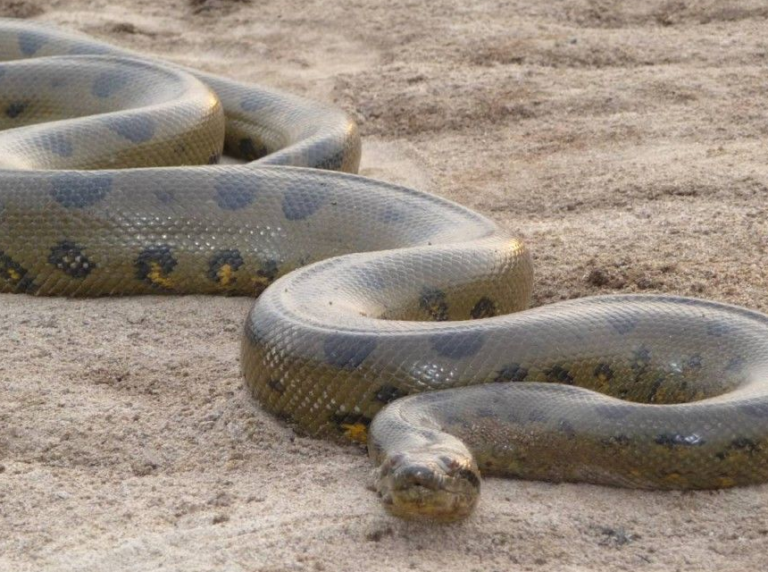 How Fast Can a Snake Move: From Fastest to Slowest Types