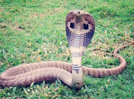 How Fast Can a Snake Move: From Fastest to Slowest Types