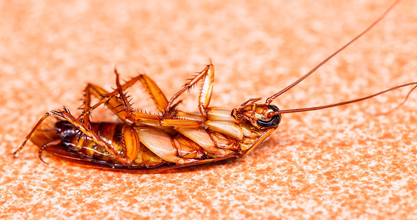 How Long Does a Roach Live: The Cockroach Lifespan