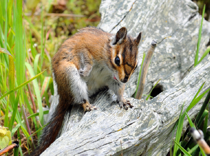 How Long Do Chipmunks Live? The Guide on Different Species and Their Life Cycle