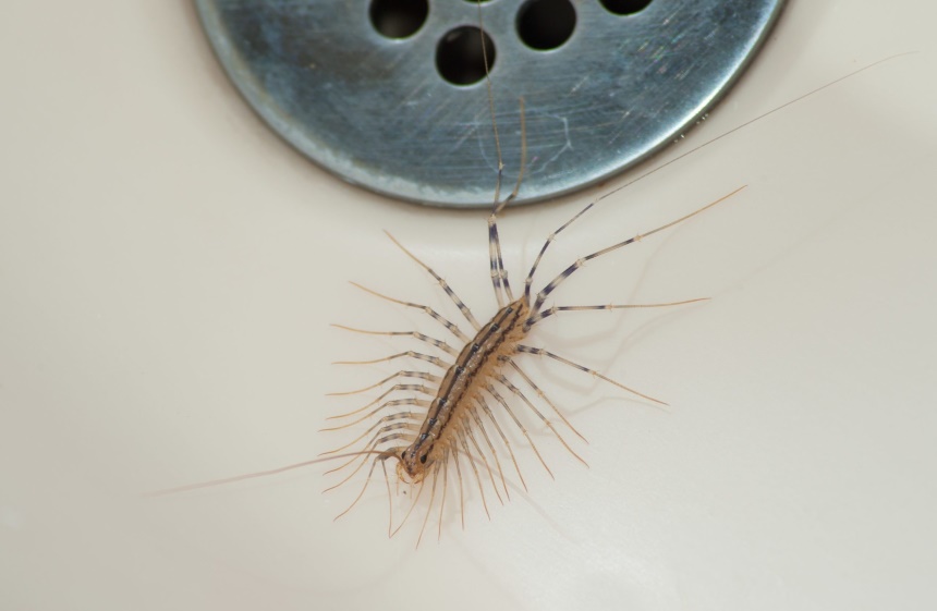 How to Get Rid of Centipedes and Prevent Their Return