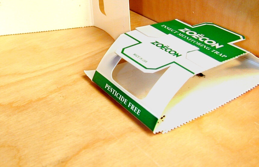 How to Get Rid of Centipedes and Prevent Their Return