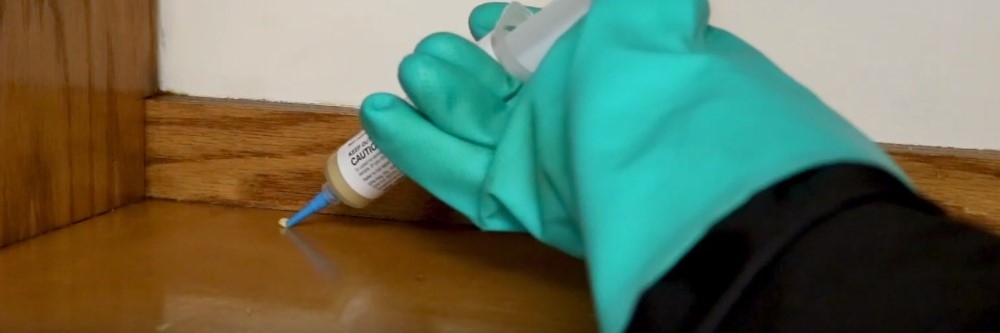 How Long Does a Roach Live: The Cockroach Lifespan