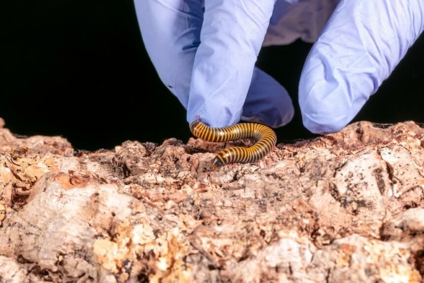 How To Get Rid of Millipedes: Once and for Good