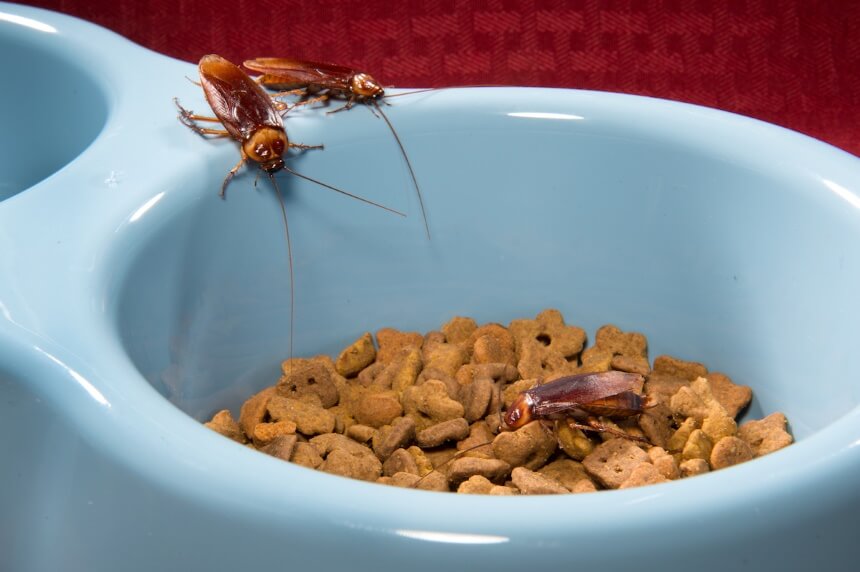 How to Get Rid of American Cockroaches Once and for All
