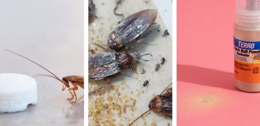 How to Get Rid of American Cockroaches Once and for All