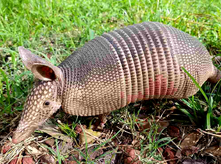 How to Get Rid of Armadillos in Your Backyard