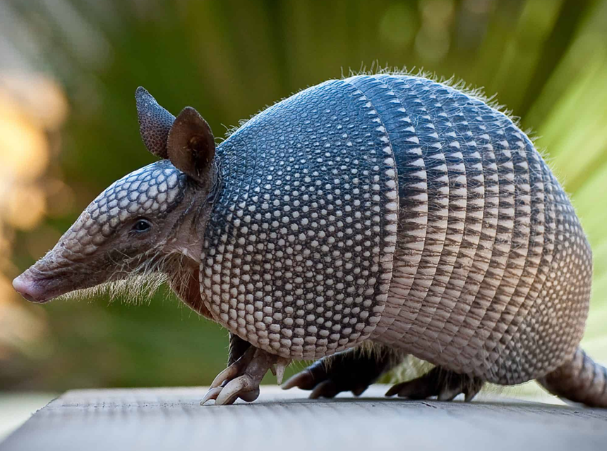 How to Get Rid of Armadillos in Your Backyard