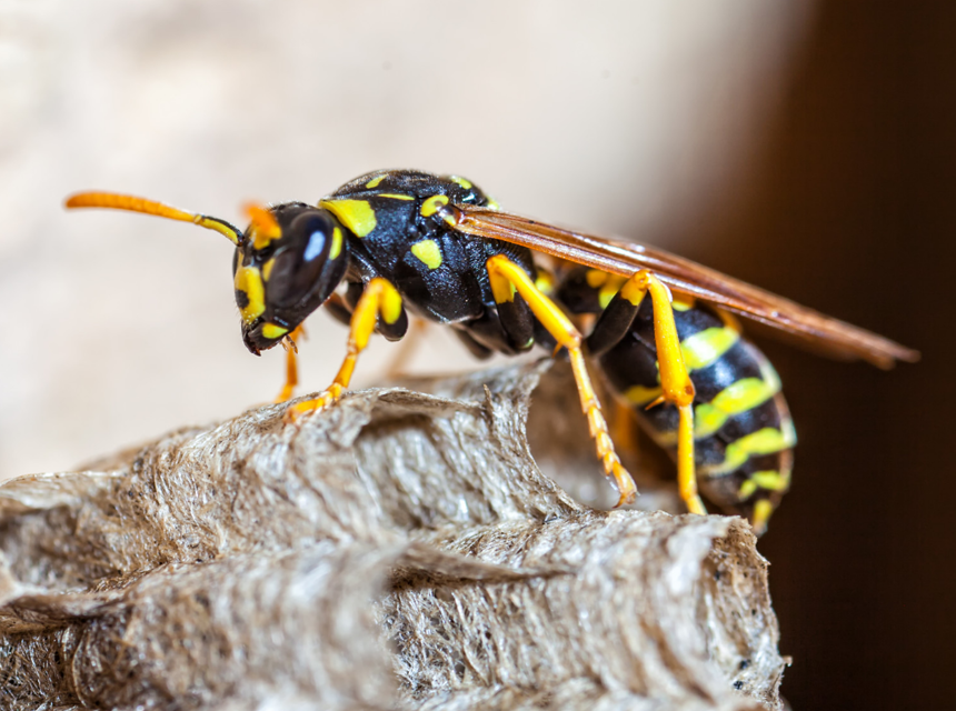 How to Get Rid of Bagworms: Natural and Chemical Methods