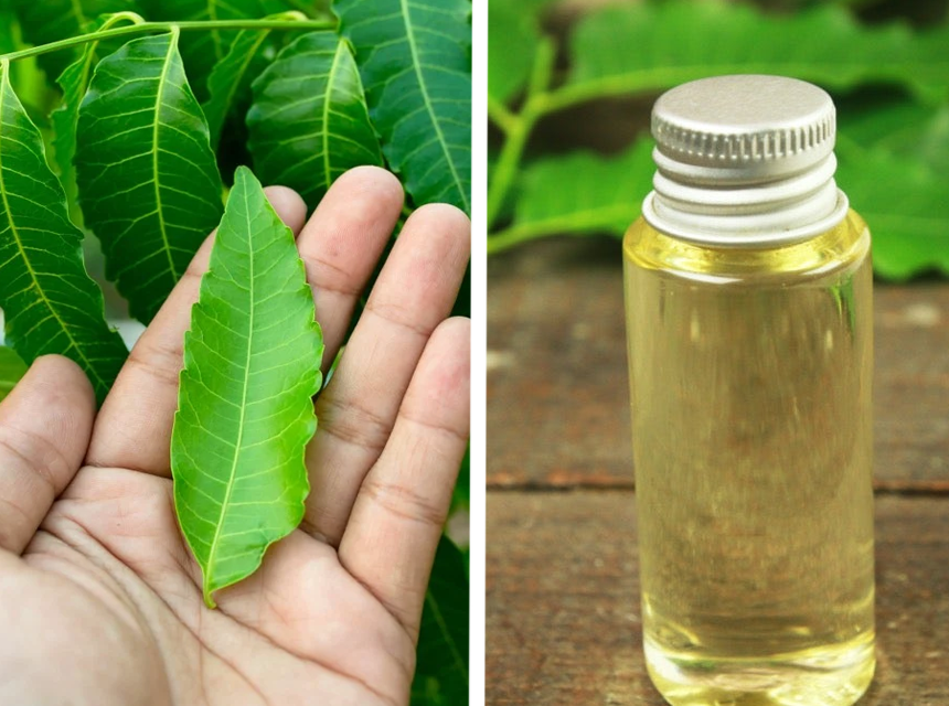 How to Get Rid of Bagworms: Natural and Chemical Methods