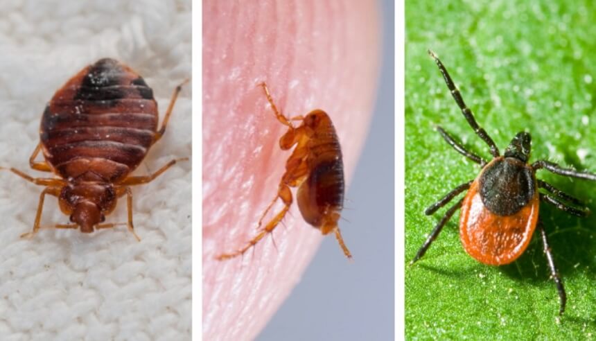 How to Get Rid of Bed Bugs - Eliminate Them for Good