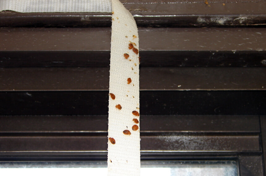 How to Get Rid of Bed Bugs - Eliminate Them for Good