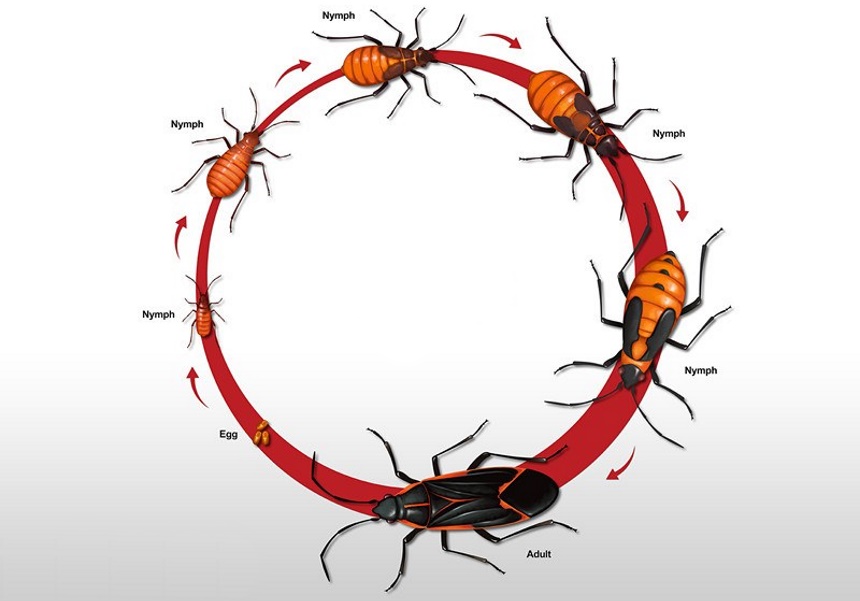 How to Get Rid of Boxelder Bugs and Keep Them from Coming Back