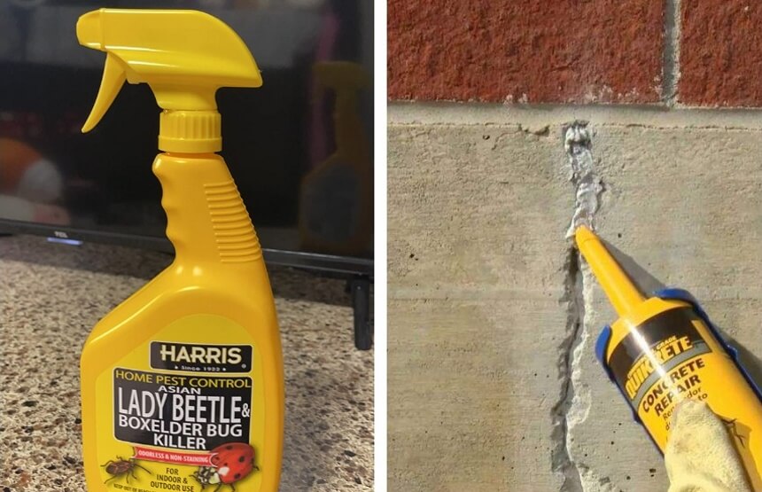 How to Get Rid of Boxelder Bugs and Keep Them from Coming Back