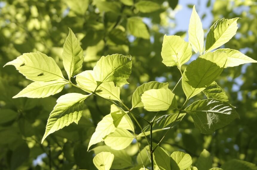 How to Get Rid of Boxelder Bugs and Keep Them from Coming Back