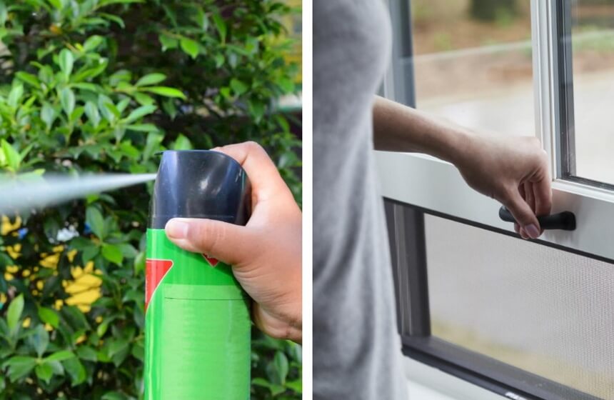 How to Get Rid of Cluster Flies in House Once and for All!