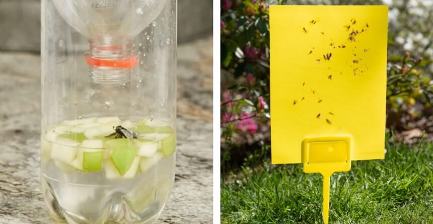 How to Get Rid of Cluster Flies in House Once and for All!