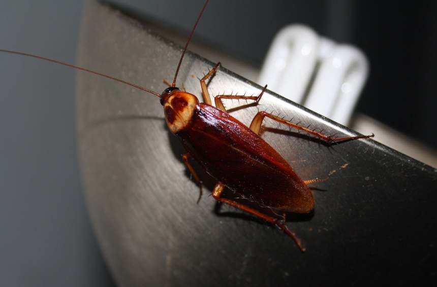 How to Get Rid of Cockroaches: Eliminate the Problem At Once!