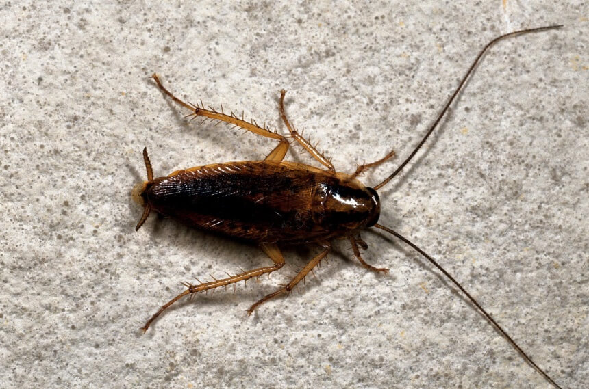 How to Get Rid of Cockroaches: Eliminate the Problem At Once!