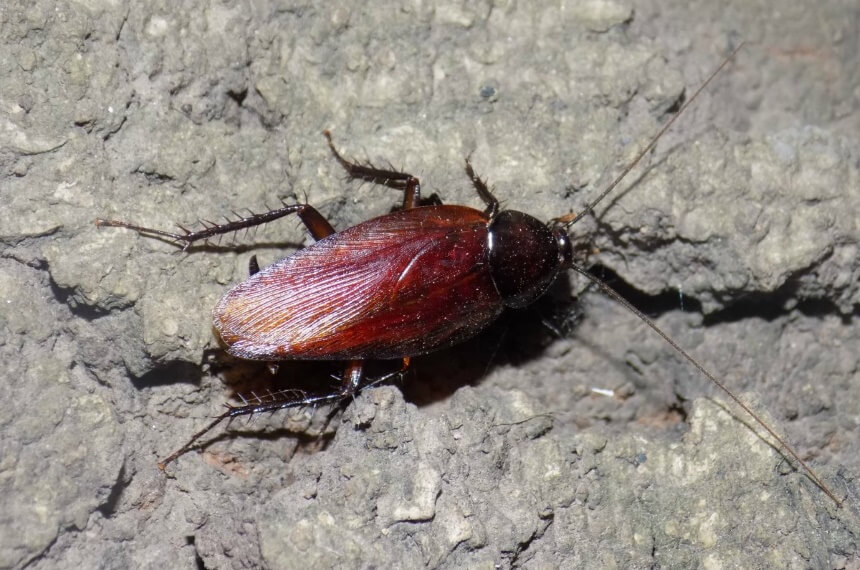 How to Get Rid of Cockroaches: Eliminate the Problem At Once!