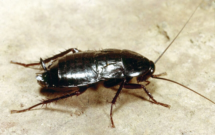 How to Get Rid of Cockroaches: Eliminate the Problem At Once!