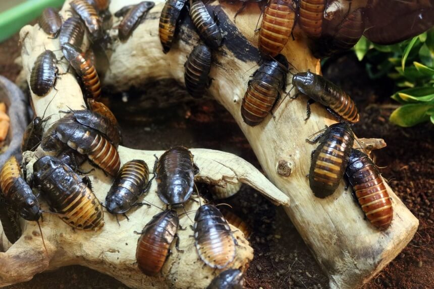 How to Get Rid of Cockroaches: Eliminate the Problem At Once!