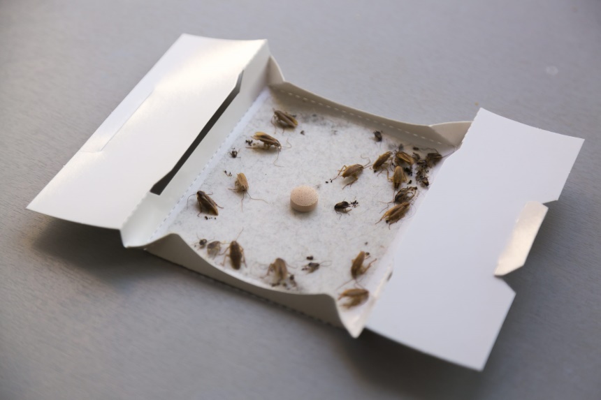 How to Get Rid of Cockroaches: Eliminate the Problem At Once!
