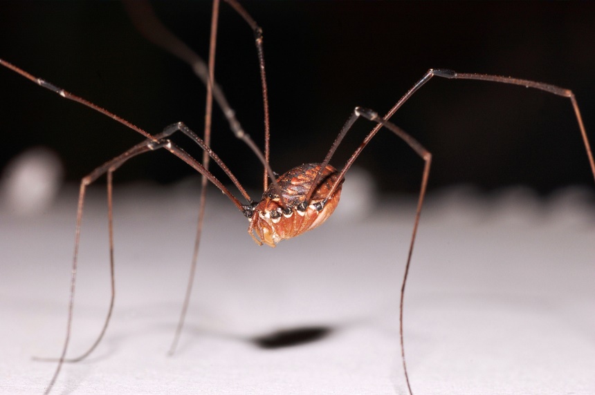 How to Get Rid of Daddy Long Legs: Methods That Work