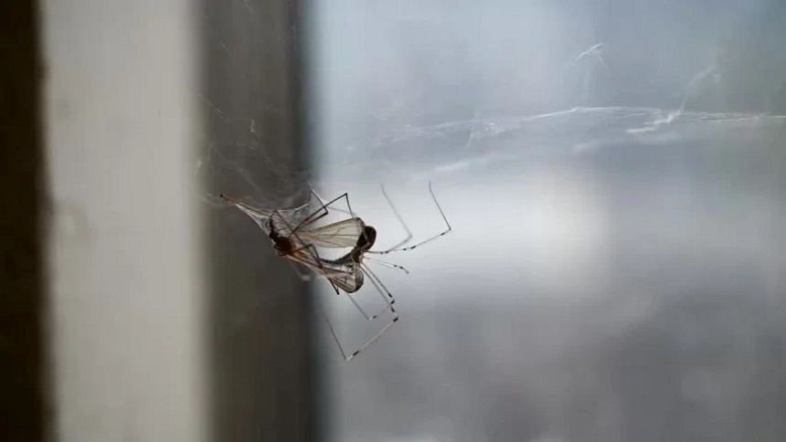 How to Get Rid of Daddy Long Legs: Methods That Work