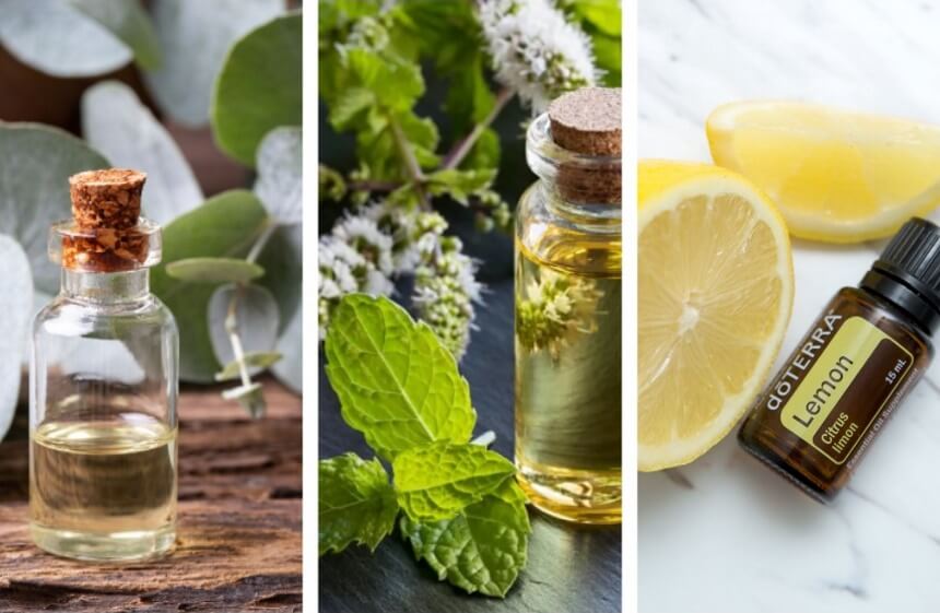 How to Get Rid of Daddy Long Legs: Methods That Work