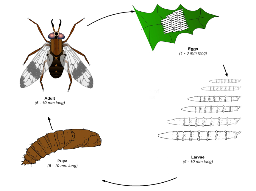 How to Get Rid of Deer Flies: A Complete Guide