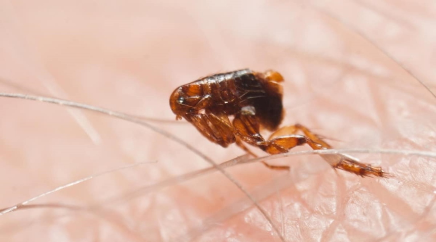 How to Get Rid of Fleas Without Losing Your Mind
