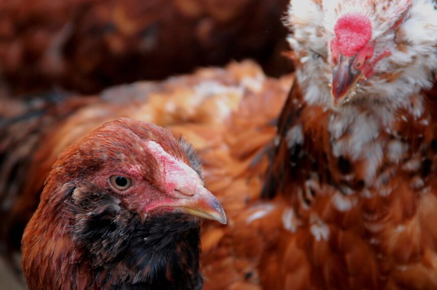 How to Get Rid of Fleas Without Losing Your Mind