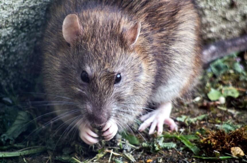 How to Get Rid of Fleas Without Losing Your Mind