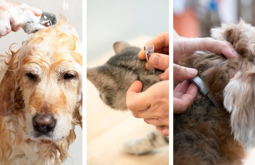 How to Get Rid of Fleas Without Losing Your Mind