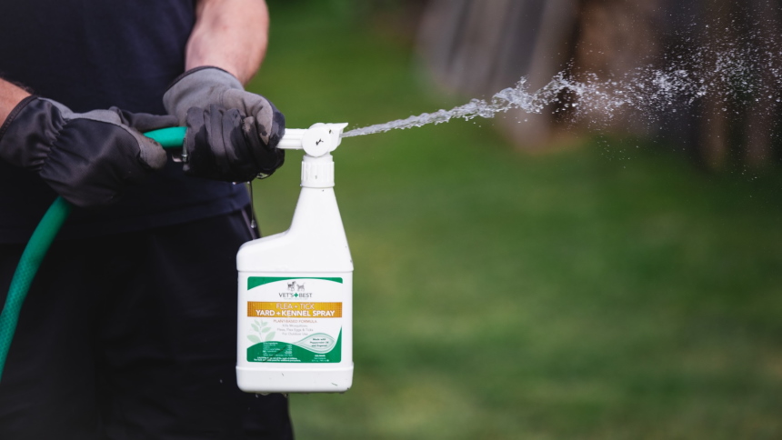 How to Get Rid of Fleas Without Losing Your Mind