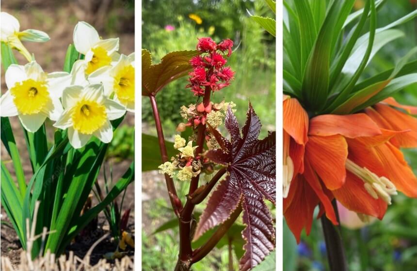 How to Get Rid of Ground Squirrels Fast and Forever!