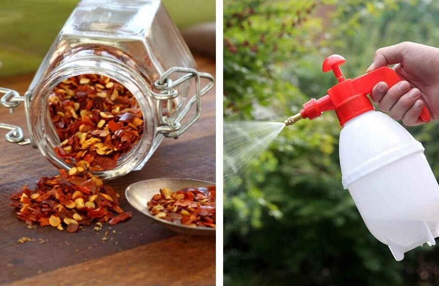 How to Get Rid of Ground Squirrels Fast and Forever!