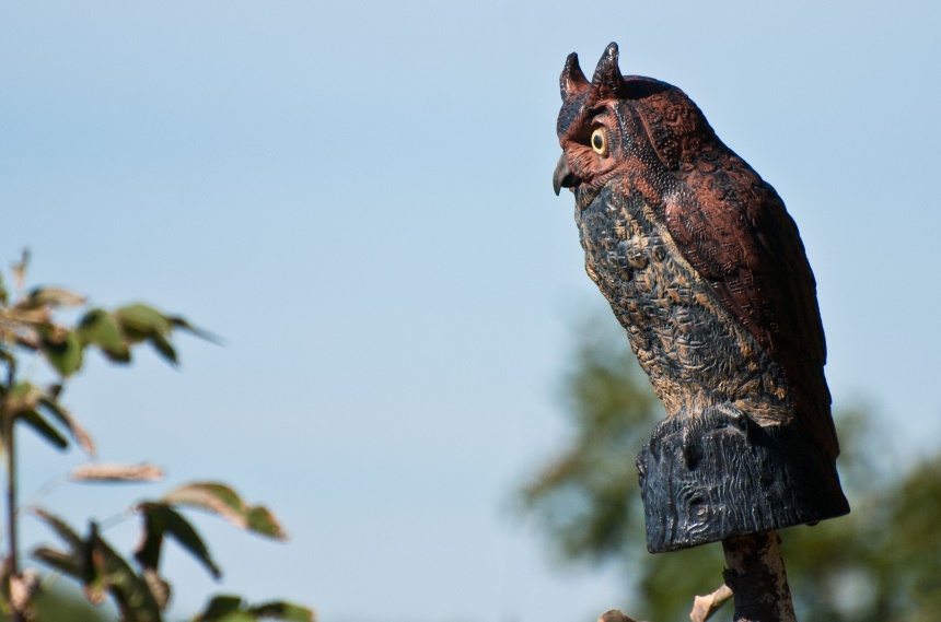 How to Get Rid of Ground Squirrels Fast and Forever!