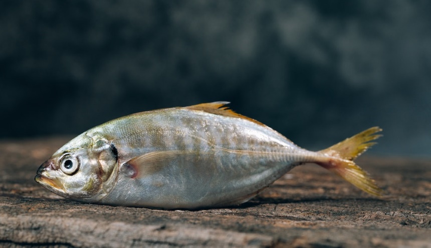 How to Get Rid of Ground Squirrels Fast and Forever!