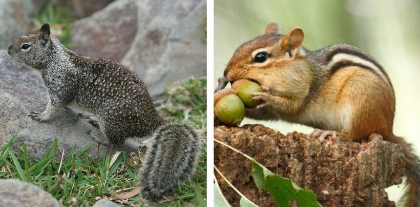 How to Get Rid of Ground Squirrels Fast and Forever!