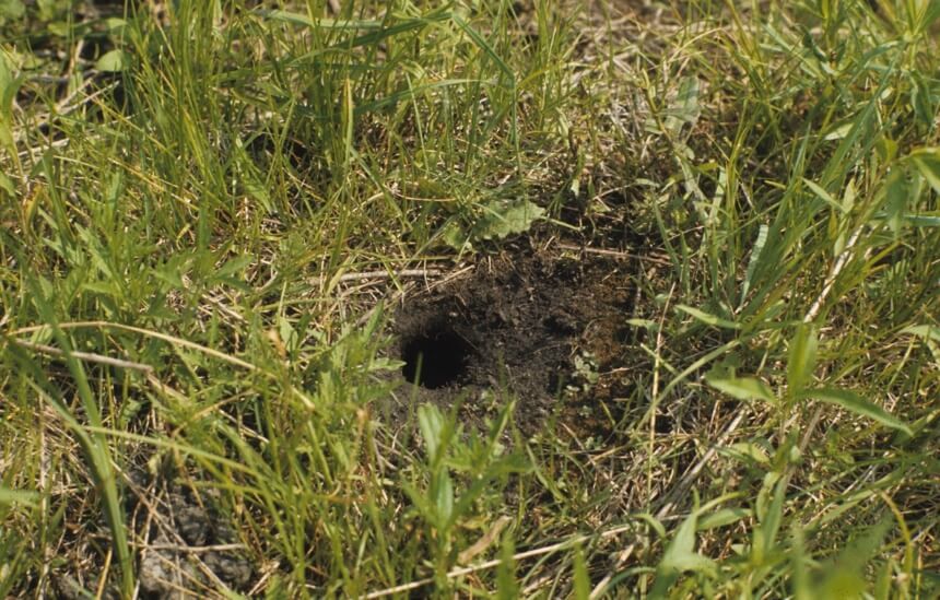 How to Get Rid of Ground Squirrels Fast and Forever!