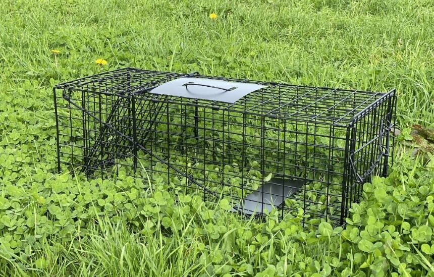 How to Get Rid of Ground Squirrels Fast and Forever!