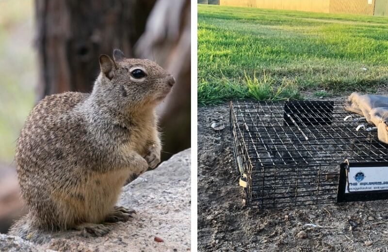 How to Get Rid of Ground Squirrels Fast and Forever!