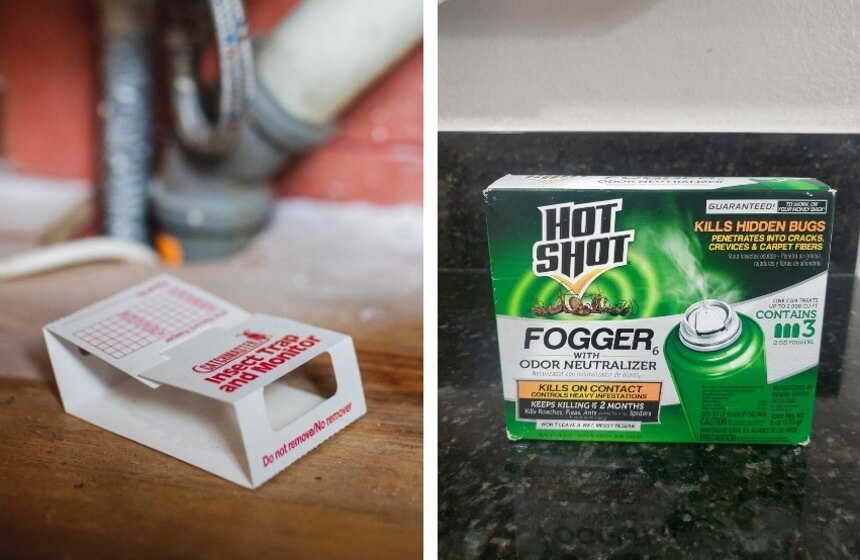 How to Get Rid of Hobo Spiders